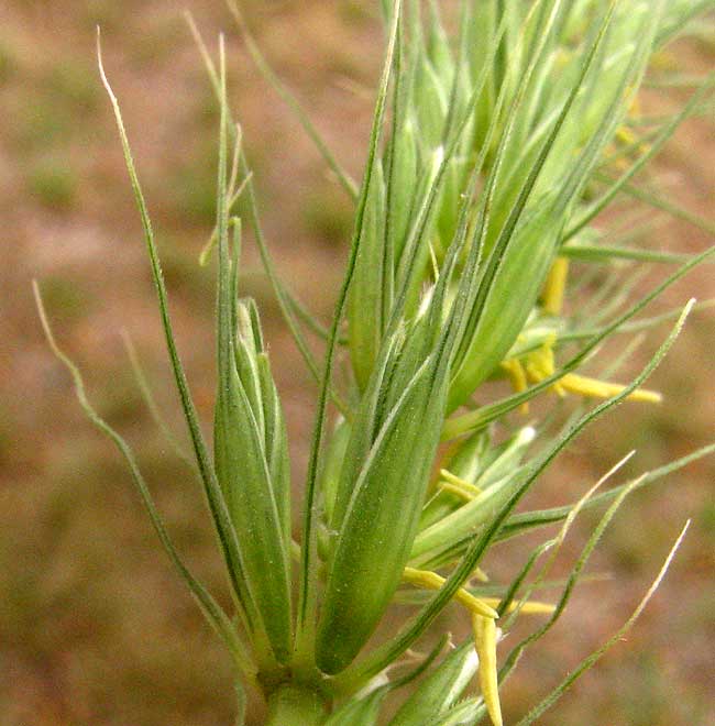 Canada Wild Rye, ELYMUS CANADENSIS, spikelets with glumes