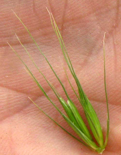 Canada Wild Rye, ELYMUS CANADENSIS, two spikelets
