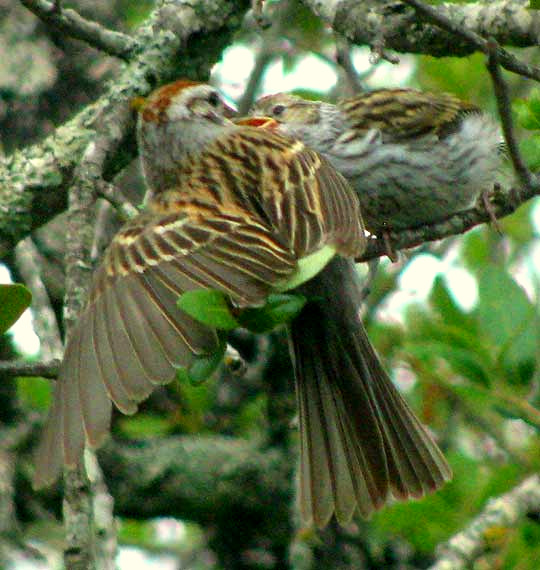 Chipping Sparrow adult delivering food to juvenile