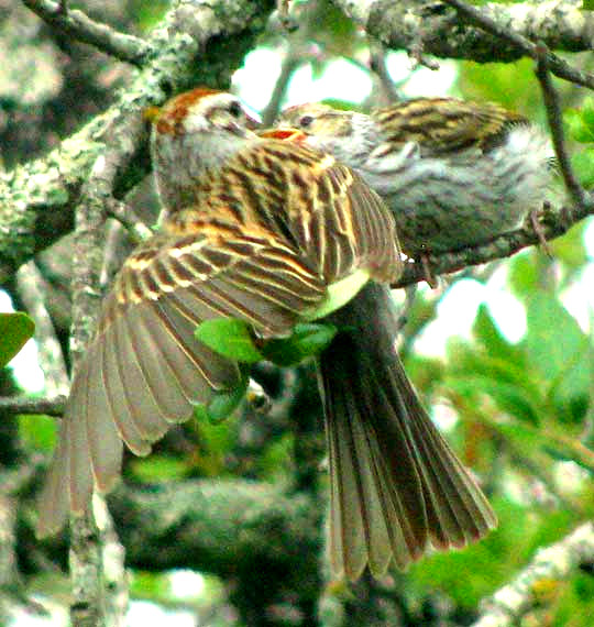 Chipping Sparrow adult delivering food to juvenile