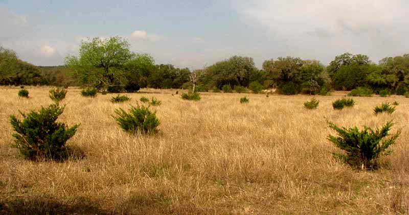 Ashe Juniper, JUNIPERUS ASHEI, young trees colonizing abandoned field