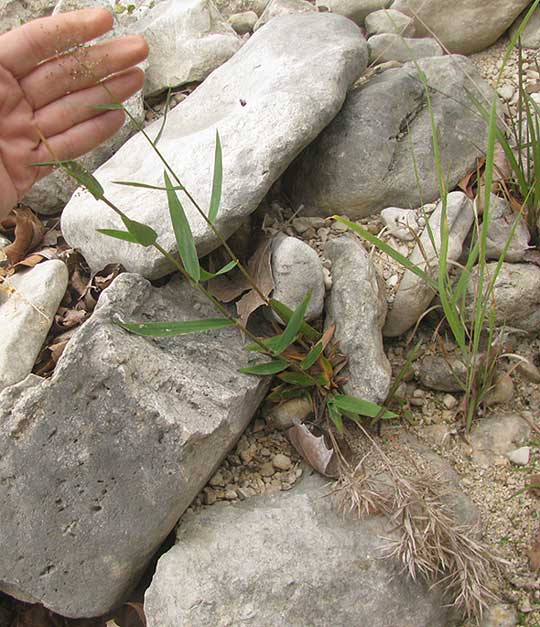 Western Panicgrass, DICHANTHELIUM ACUMINATUM, spring flowers with last season's leaf tufts on ground