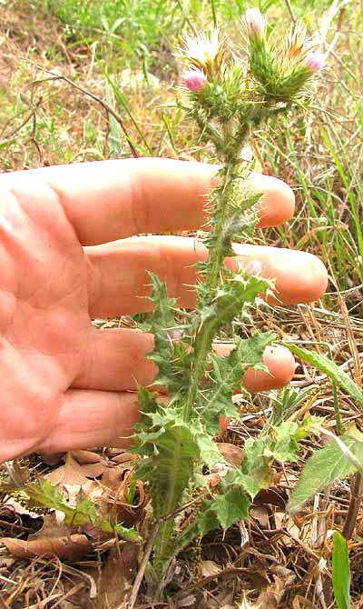  Italian Thistle, CARDUUS PYCNOCEPHALUS