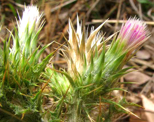  Italian Thistle, CARDUUS PYCNOCEPHALUS, flowering heads showing involucres