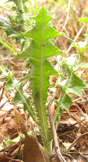  Italian Thistle, CARDUUS PYCNOCEPHALUS, leaf