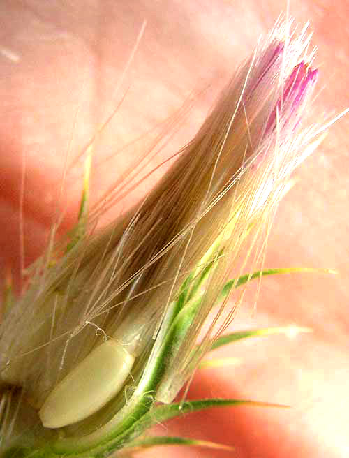  Italian Thistle, CARDUUS PYCNOCEPHALUS, disc flower with cypsela & pappus