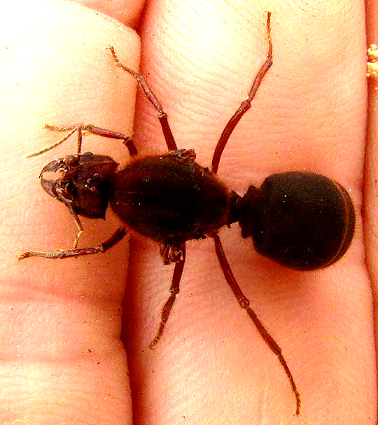 Texas Leafcutte Ant, ATTA TEXANA, queen showing wing stubs soon after losing wings