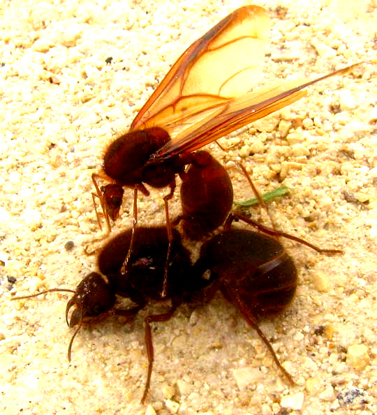 Ant Sex 119
