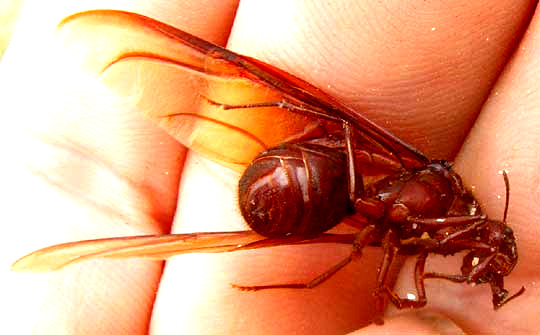 Texas Leafcutte Ant, ATTA TEXANA, drone, or male alate, bottom view