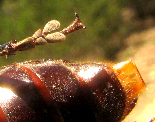 Hardwood Stump Borer, MALLODON DASYSTOMUS, tarsal pads