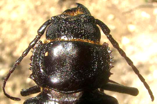 Hardwood Stump Borer, MALLODON DASYSTOMUS, head and pronotum