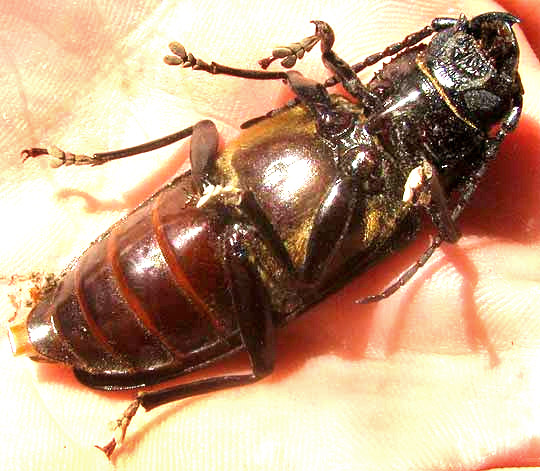 Hardwood Stump Borer, MALLODON DASYSTOMUS, ventral view