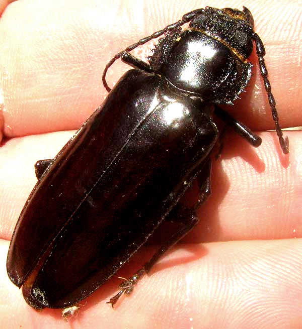 Hardwood Stump Borer, MALLODON DASYSTOMUS