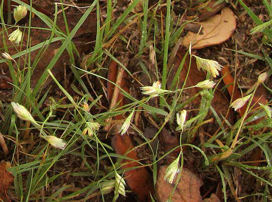 Buffalograss, BOUTELOUA DACTYLOIDES, pale heads in spring