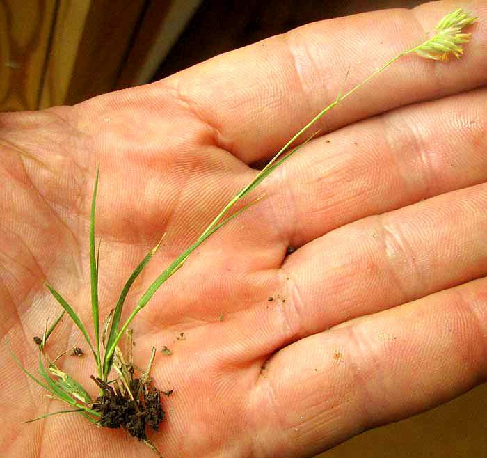 Buffalograss, BOUTELOUA DACTYLOIDES