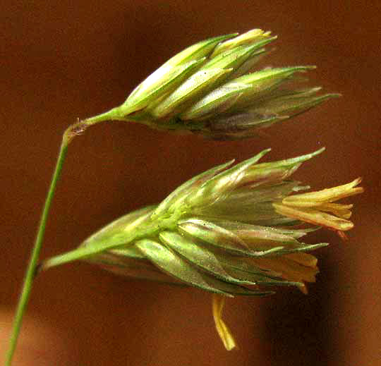 Buffalograss, BOUTELOUA DACTYLOIDES, inflorescence