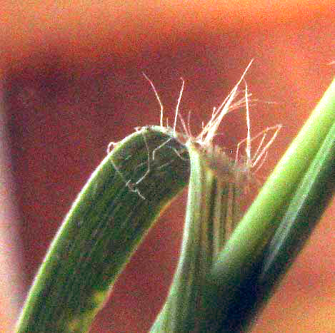 Buffalograss, BOUTELOUA DACTYLOIDES, ligule