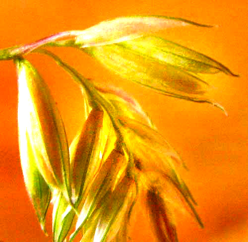 Buffalograss, BOUTELOUA DACTYLOIDES, spikelet with two florets