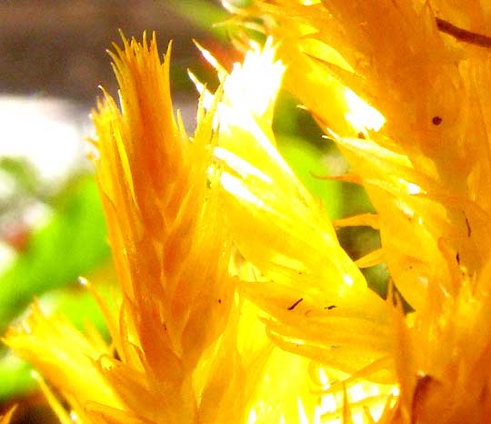 Plumed Cockscomb, CELOSIA ARGENTEA, close-up of colored bracts