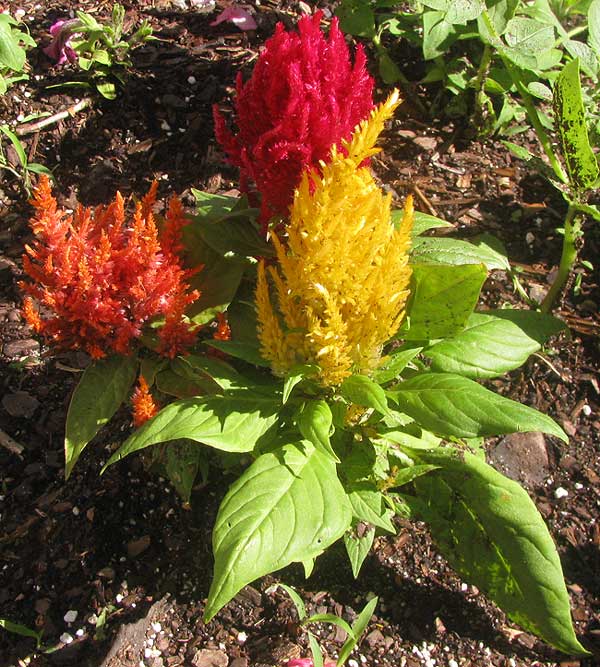 Plumed Cockscomb, CELOSIA ARGENTEA