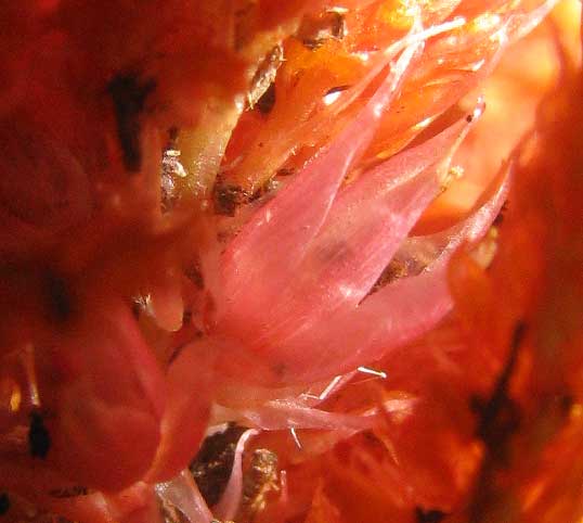 Plumed Cockscomb, CELOSIA ARGENTEA, calyx