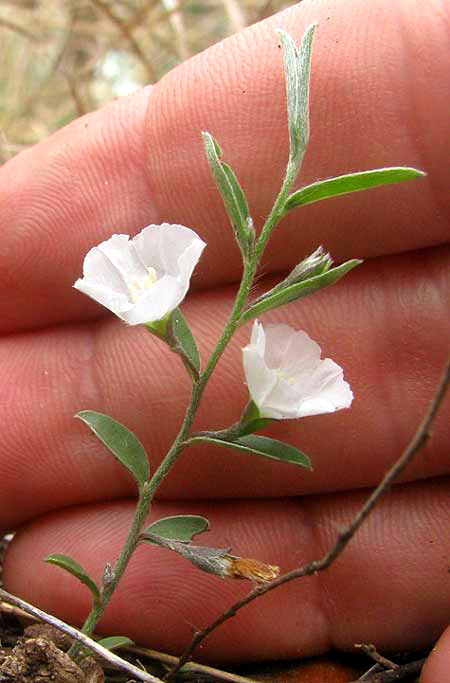 Silver Dwarf Morning-glory, EVOLVULUS SERICEUS