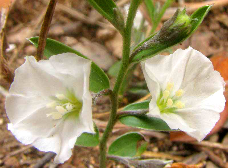 Silver Dwarf Morning-glory, EVOLVULUS SERICEUS, flowers