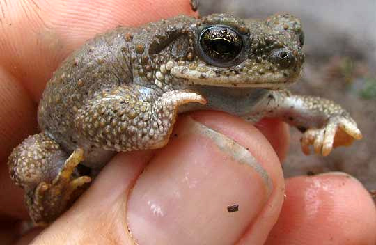 Red-spotted Toad, BUFO PUNCTATUS, front view