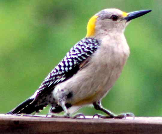 Golden-fronted Woodpecker, Melanerpes aurifrons, female