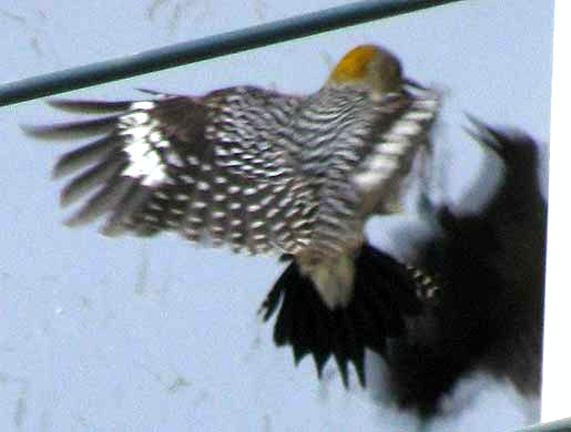 Golden-fronted Woodpecker, Melanerpes aurifrons, female attacking reflection in window