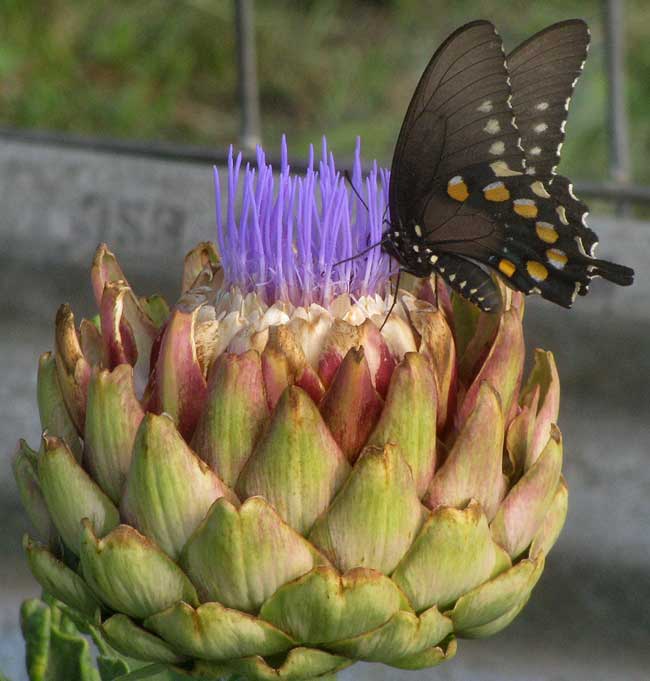 Artichoke, CYNARA SCOLYMUS, flowering head with Pipevine Swallowtaill