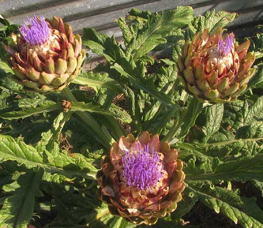 Artichoke, CYNARA SCOLYMUS, flowering heads