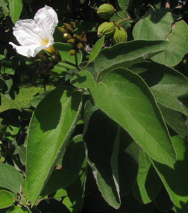 Texas Olive, CORDIA BOISSIERI, flower & leaves