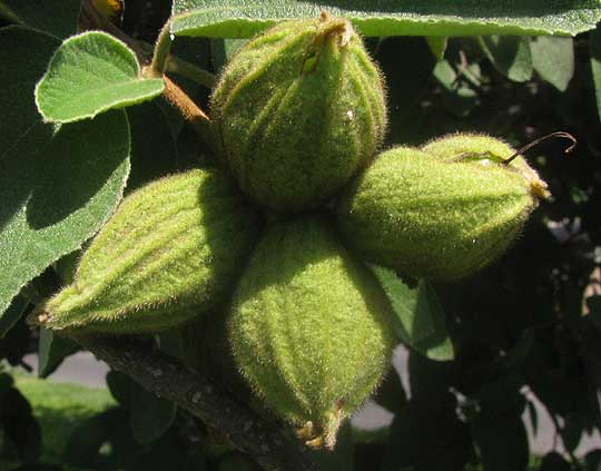 Texas Olive, CORDIA BOISSIERI, fruits inside fuzzy calyxes
