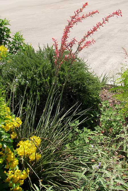 Red Yucca, HESPERALOE PARVIFLORA