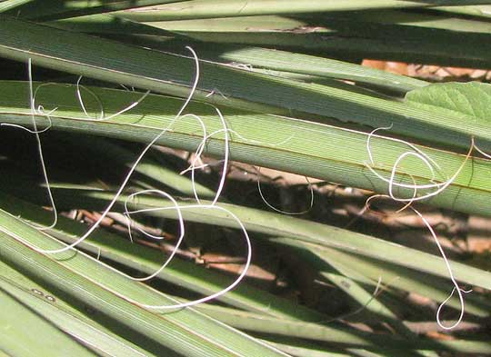 Red Yucca, HESPERALOE PARVIFLORA, blades with curly filaments on margins