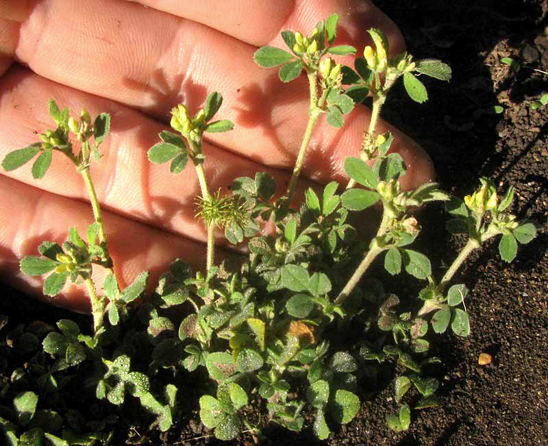 Bur Medick, MEDICAGO MINIMA