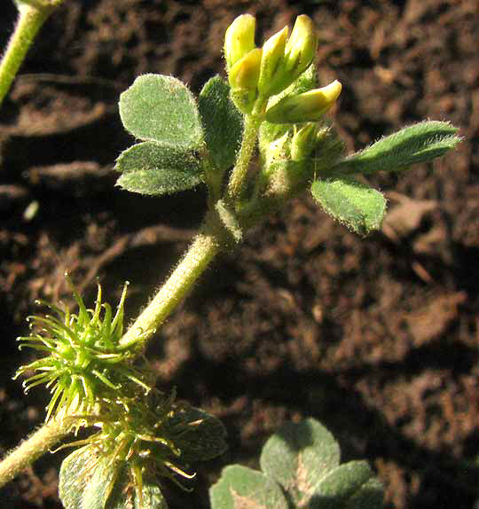 Bur Medick, MEDICAGO MINIMA, flowers and fruits