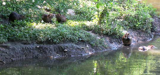 Nutria, MYOCASTOR COYPUS, family of five