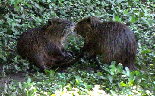 Nutria, MYOCASTOR COYPUS, two juveniles playing