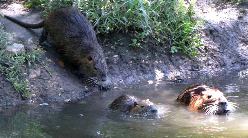 Nutria, MYOCASTOR COYPUS, adult with two juveniles