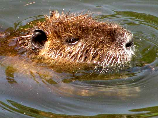 Nutria, MYOCASTOR COYPUS, close-up of adult head