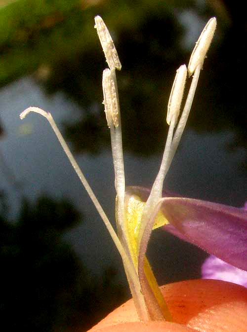 Wild Petunia, RUELLIA NUDIFLORA, disected corolla showing stamens and style