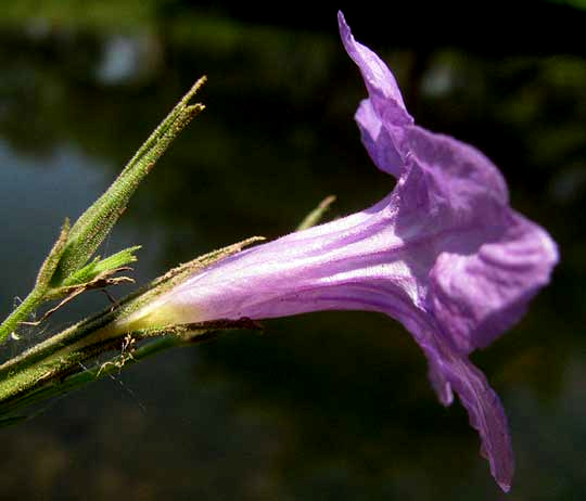Wild Petunia, RUELLIA NUDIFLORA, side view showing corolla tube