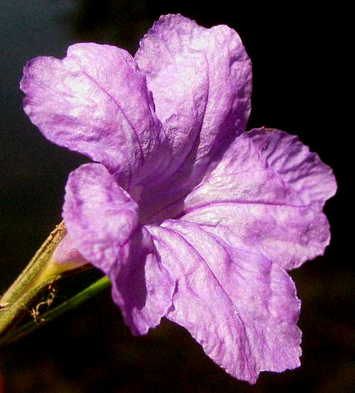 Wild Petunia, RUELLIA NUDIFLORA, corolla from front