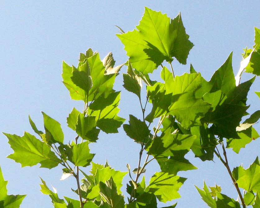 Sycamore leaves in June sunlight