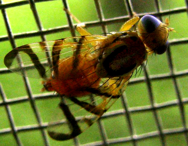 Fruit Fly, ZONOSEMATA VITTIGERA