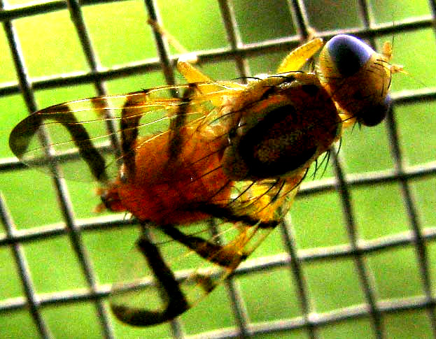 Fruit Fly, ZONOSEMATA VITTIGERA