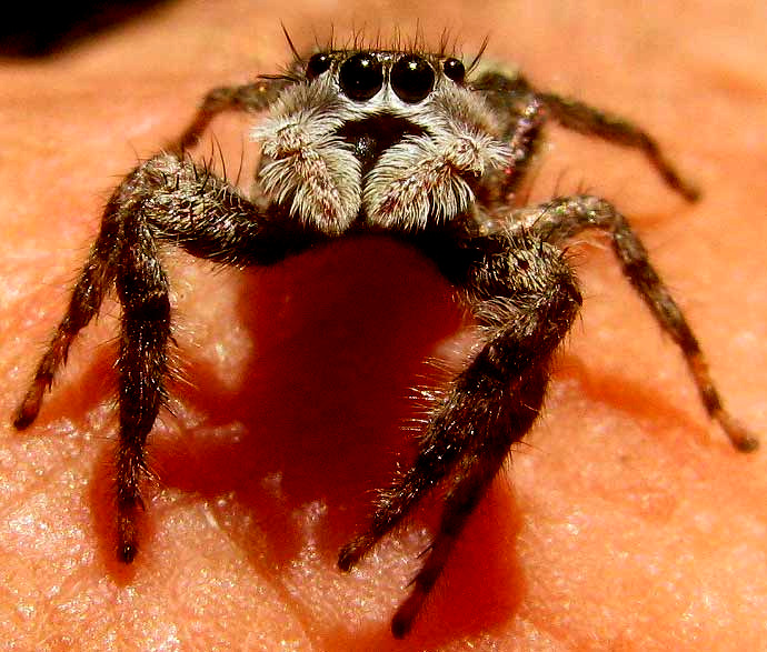 Tan Jumping Spider, PLATYCRYPTUS UNDATUS, face close-up