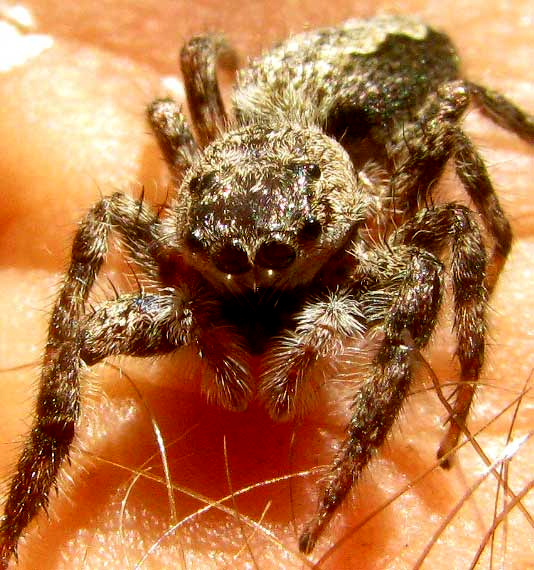 Tan Jumping Spider, PLATYCRYPTUS UNDATUS, view of eyes